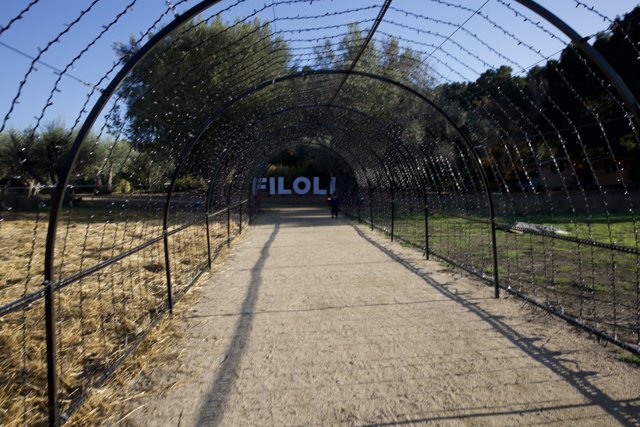 Stroll Through Filoli's Illuminated Pathway