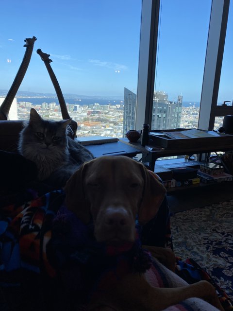 Furry Friends on the City Couch