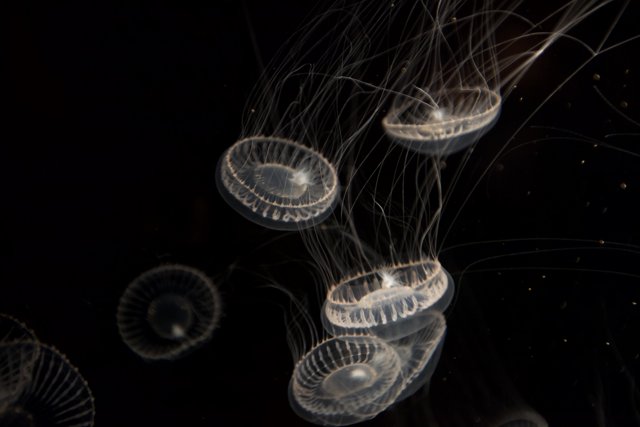 Ethereal Jellyfish in Dark Water