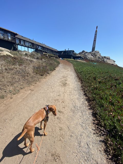 A Vizsla Taking in the Scenic Dirt Path
