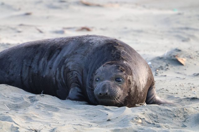Young Elephant Seal Resting on Sandy Beach