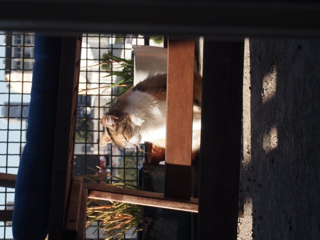 Sunbathing Feline