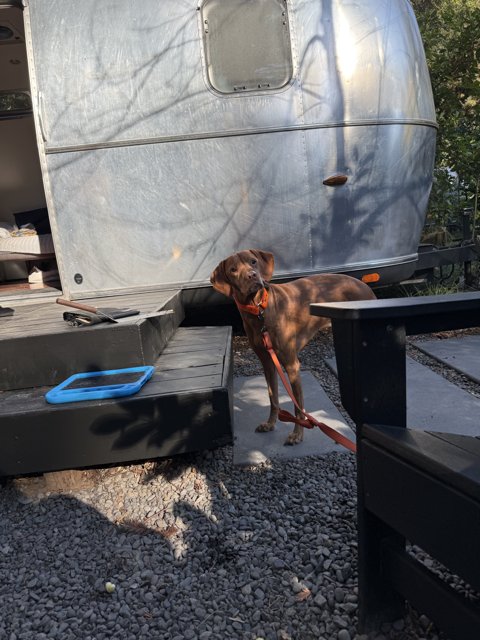 Curious Canine Companion in the Outdoors