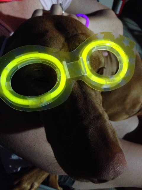 Dog with Yellow Goggles and Red-shirted Human Companion