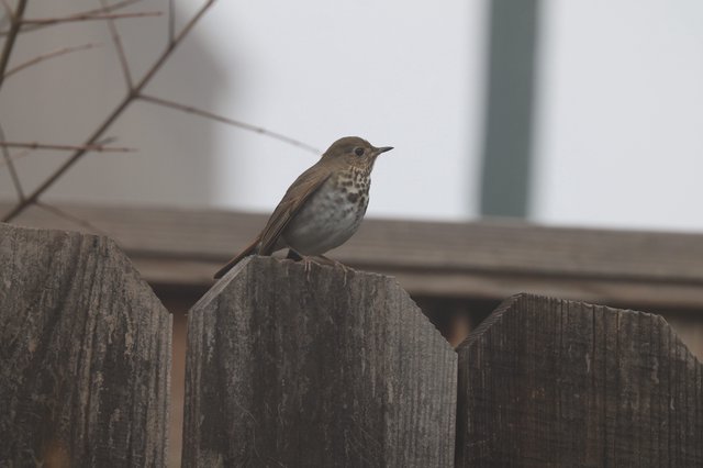 Hermit Thrush Perched on Weathered Wooden Fence