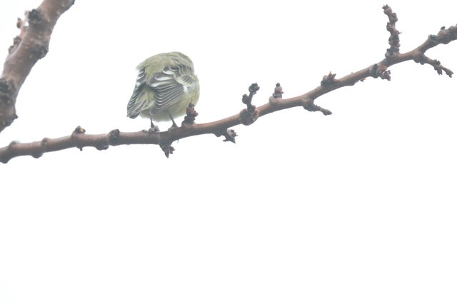 Puffed Up Warbler Resting on Winter Branch