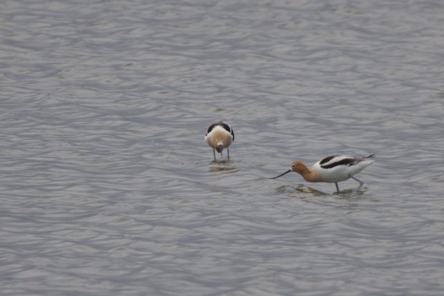 Wading Wonders