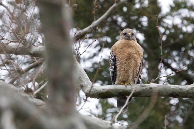 Red-shouldered Hawk Perched on Winter Branch