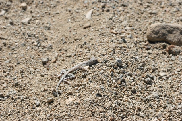 Serene Lizard in Sandy Surroundings