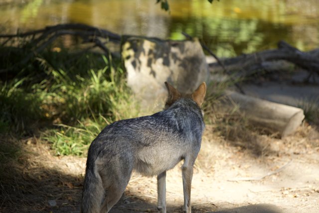 Majestic Coyote Encounter at SF Zoo