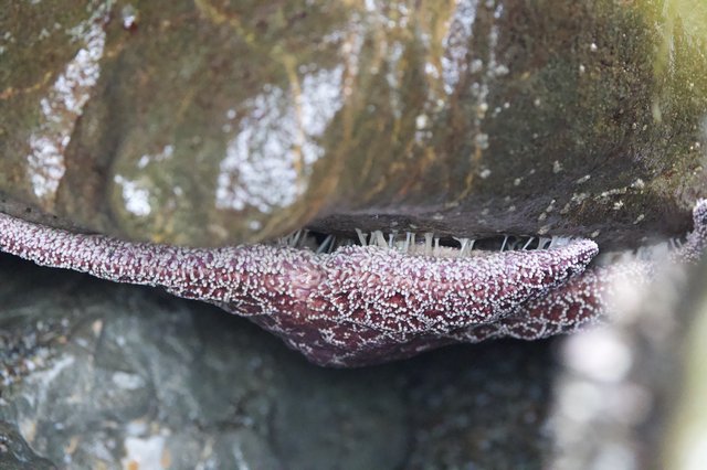 Sea Star Wedged Between Rocks in Tide Pool