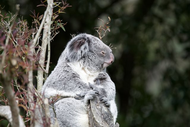 Above the Treetops: The Koala's Kingdom