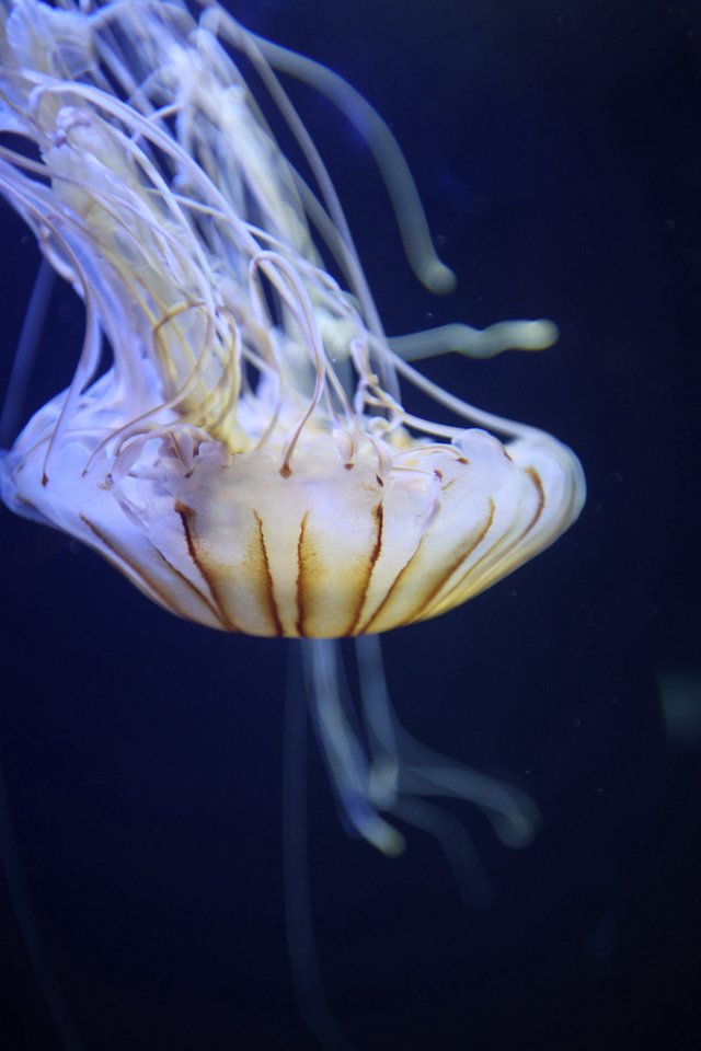 Luminous Jellyfish Drifting in Deep Blue Waters