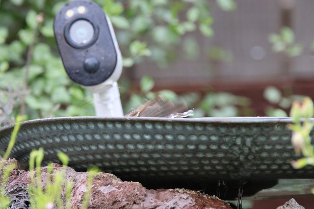 Northern Flicker at Garden Birdbath with Camera