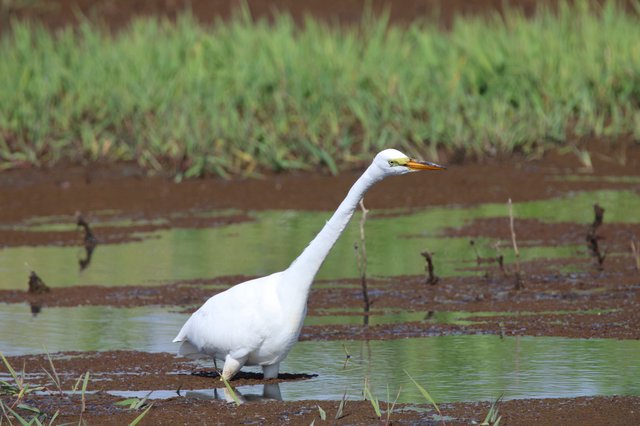 Great Egret Wading in Shallow Wetland Waters