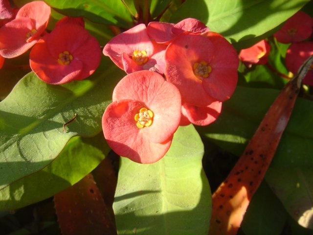 Vibrant Geraniums in Bloom