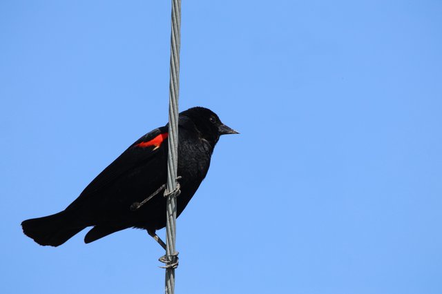 Red-winged Blackbird Perched on Wire Against Blue Sky