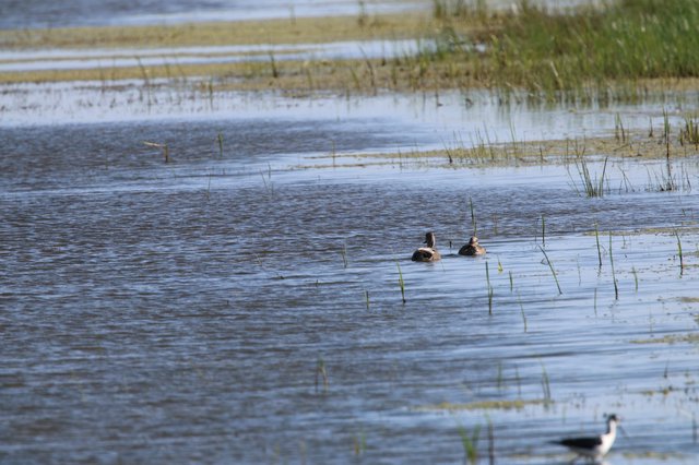 Ducks Swimming Through Shallow Wetland Waters at Dusk