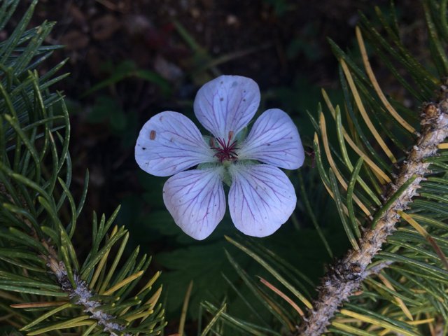 Lone Purple Geranium Flower on Pine Tree