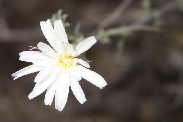 Desert Daisy