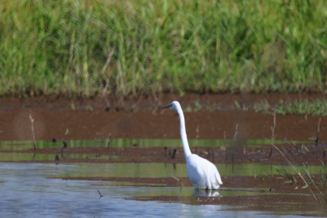 Great Egret Wading in Shallow Wetland Waters