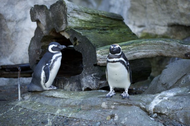 Penguin Pals at SF Zoo