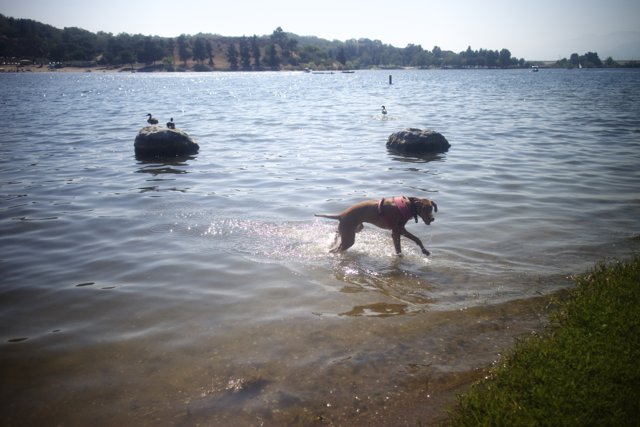 Dog enjoying a swim in the lake