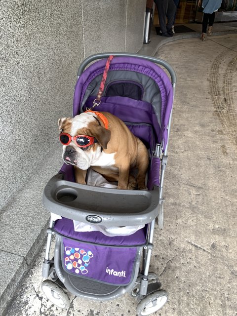 The Bulldog and his Purple Ride