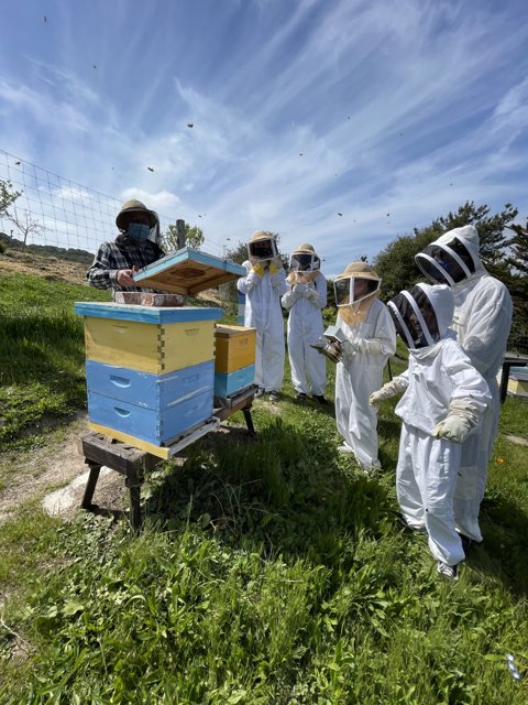 Beekeepers Tend to Their Hives