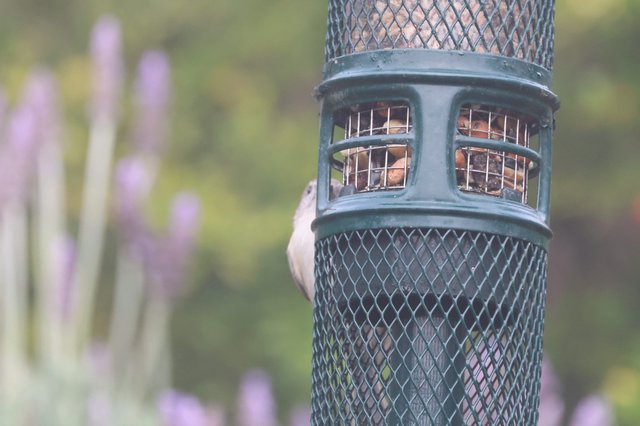 Bird Feeder with Peanuts in Backyard Garden