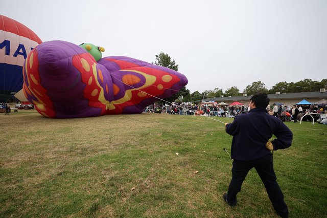 Giant Butterfly Balloon Inflates at Sonoma County Festival