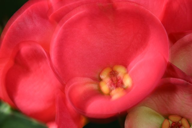 Vibrant Geranium Blossoms