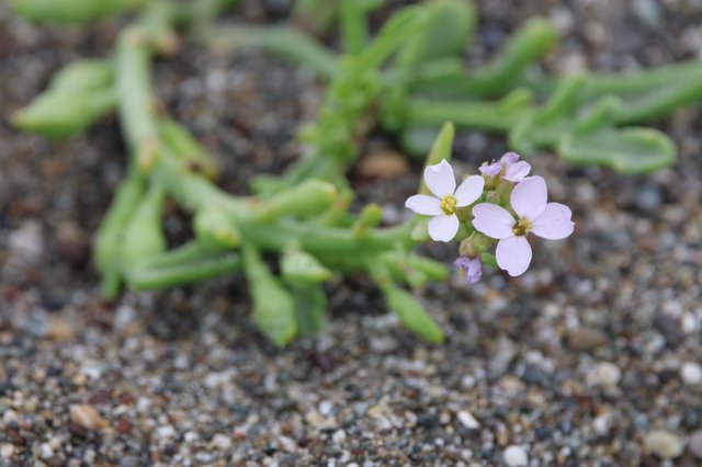 Tiny Pink Wildflower Blooming on Sandy Beach Shore