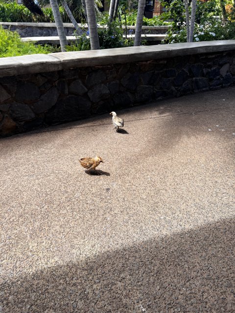Birds of Maui