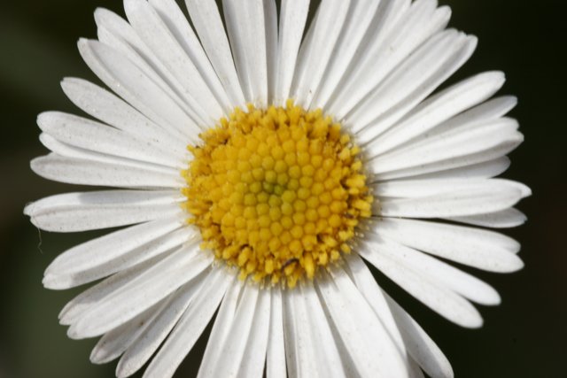 Simple Beauty in a Daisy