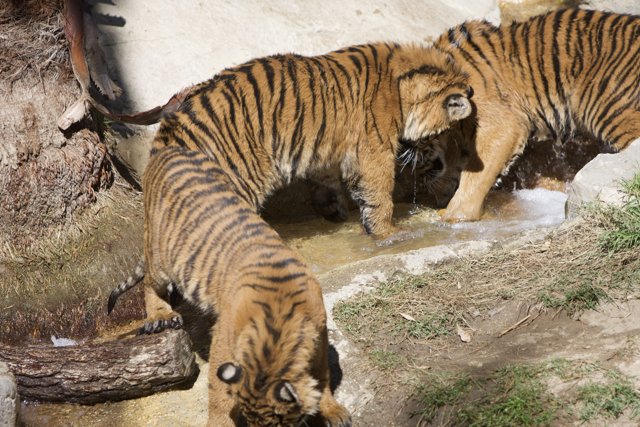 Three Majestic Tigers Quench Their Thirst