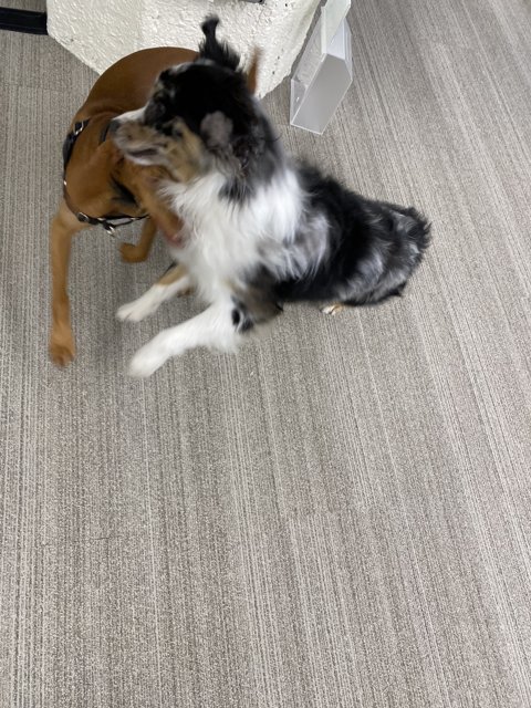 Office Canine Chaos