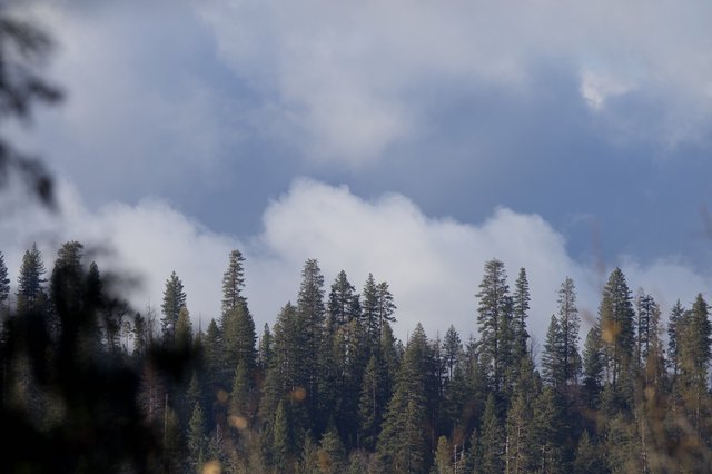 Misty Forest Canopy Under Winter Clouds in Yosemite