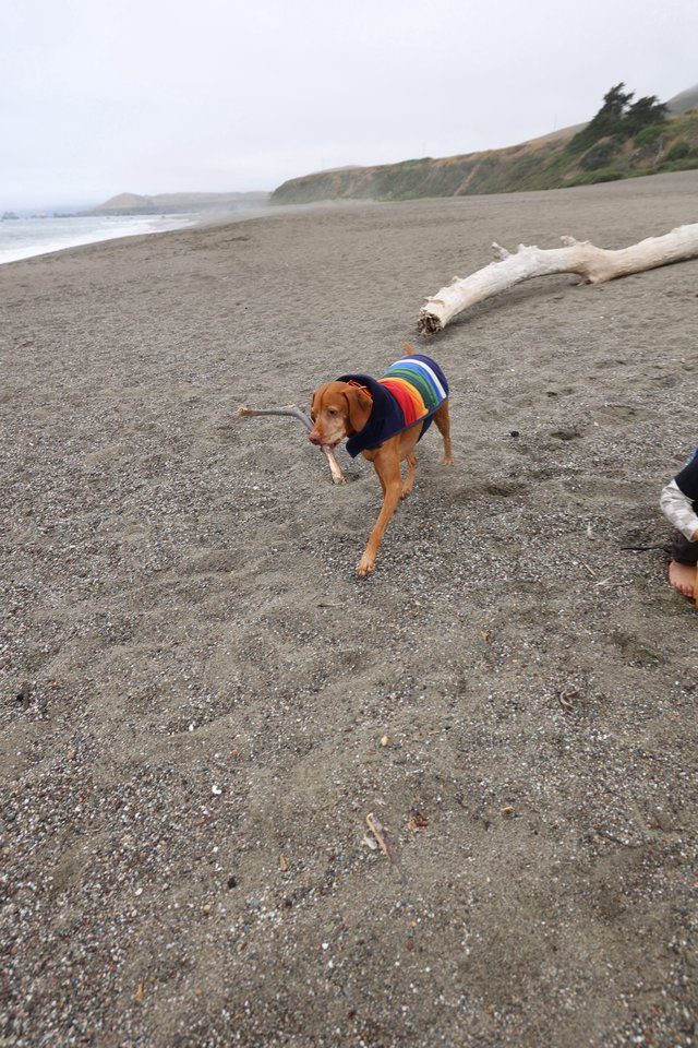 Proud Beach Dog Carries Stick in Rainbow Sweater
