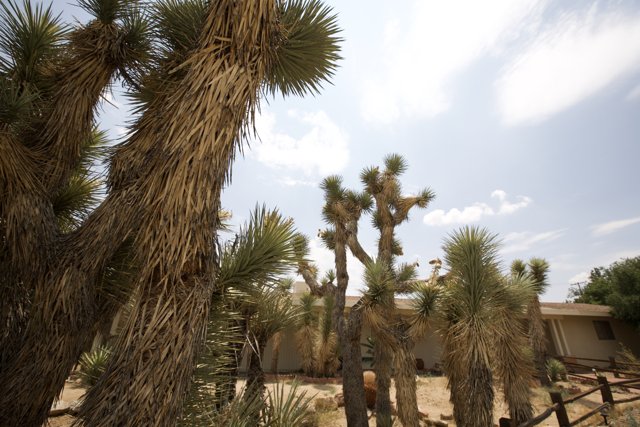 A Forest of Joshua Trees
