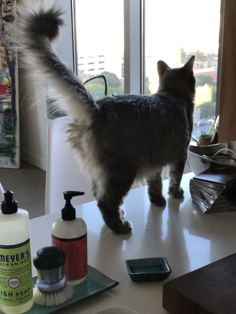 The Mischievous Cat and the Shampoo Bottle