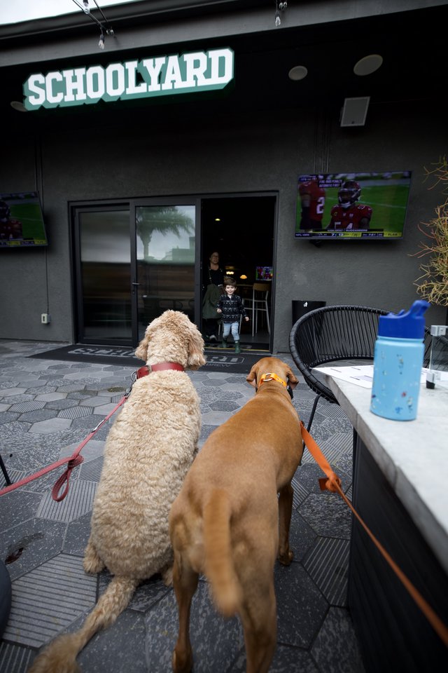 Two Dogs Watching Child at Schoolyard Entrance
