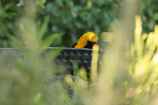 Fuzzy Caterpillar Crawling on Garden Wire