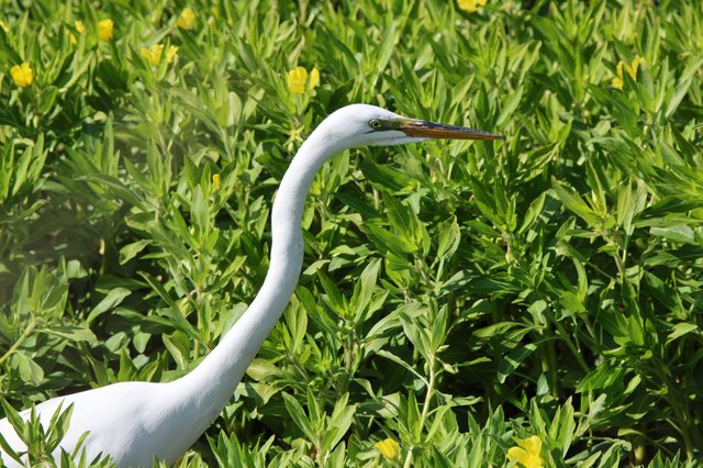 Great Egret Hunting in Wildflower Meadow