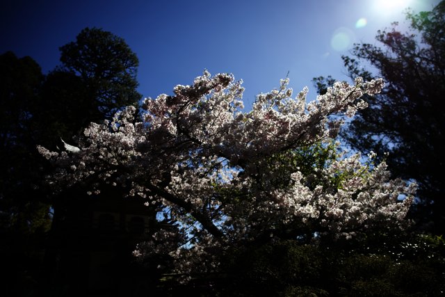 Cherry Blossom Splendor at the Japanese Tea Garden