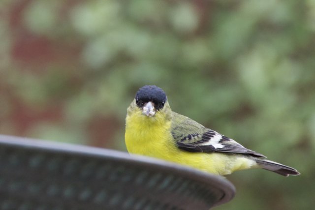 Feathered Jewel in Focus