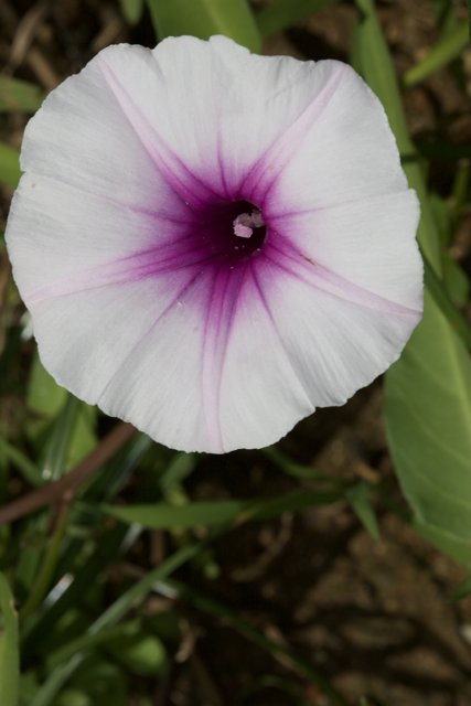 Delicate Geranium Blossom