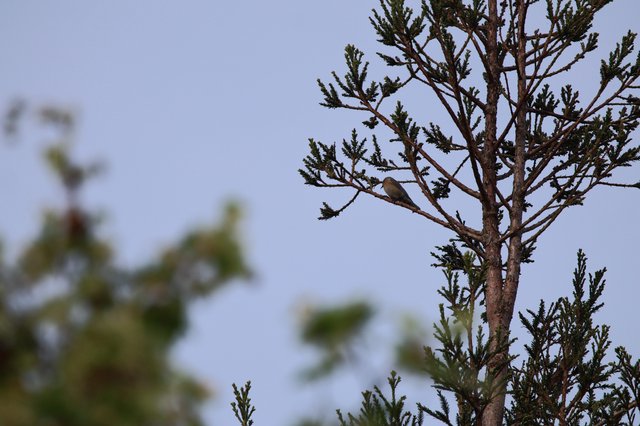 Solitary Bird Perched on Bare Conifer Branch