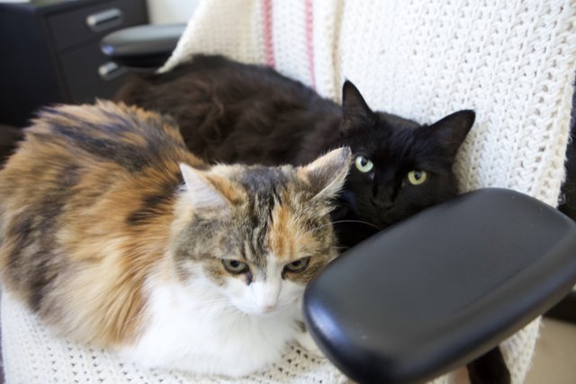 Cozy Cats on a Cushion Chair