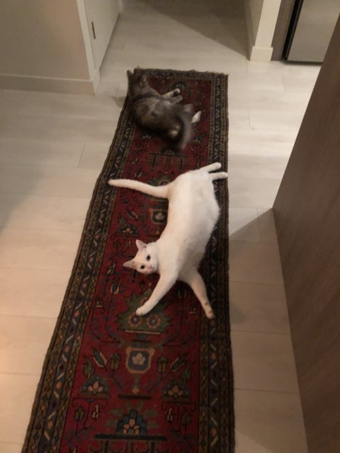 Feline Floor Fellows